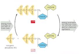 How Does Muscles Work?