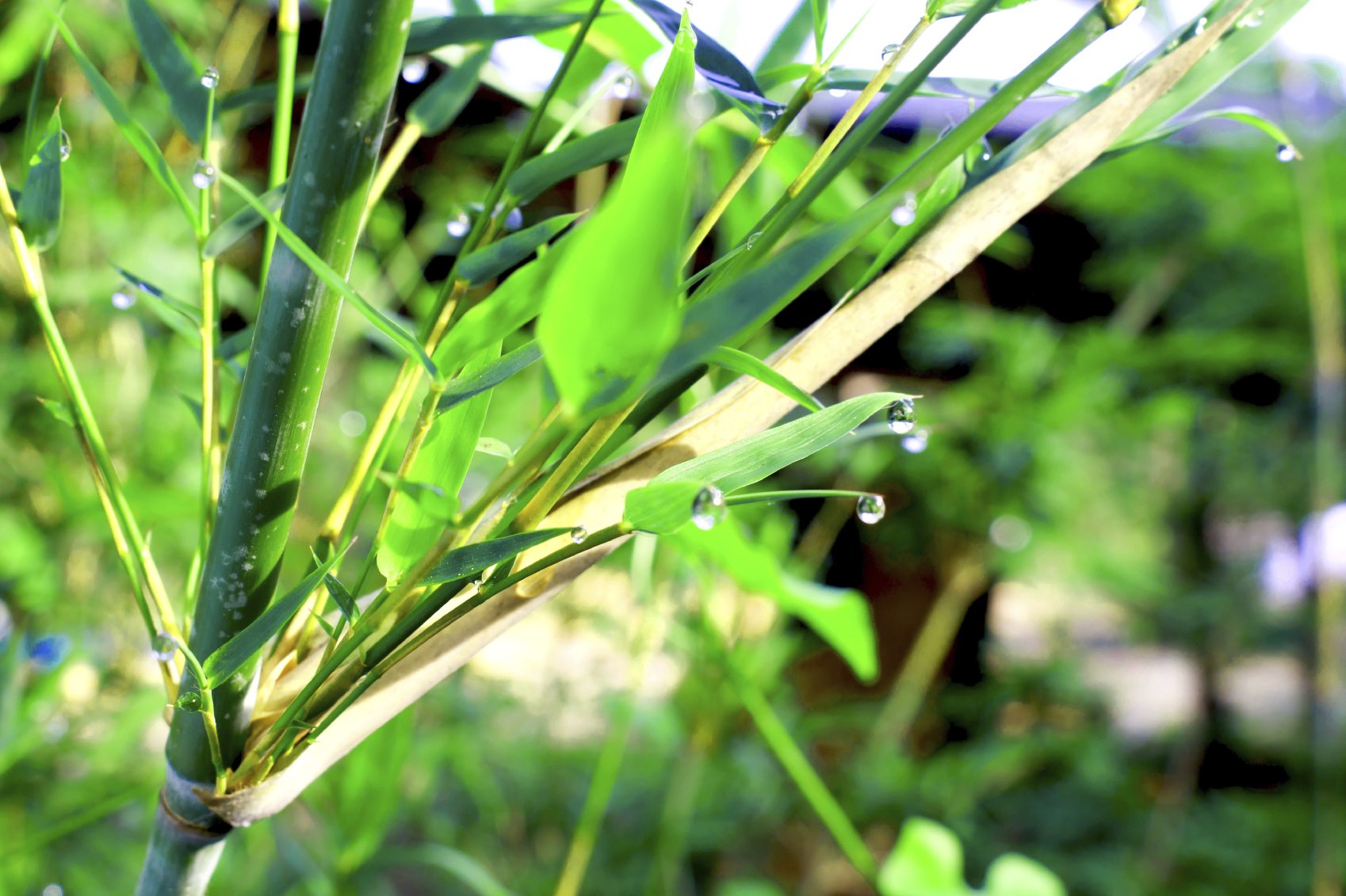 Bamboo Leaf And Stem