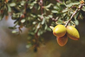 argan plant cells primary angellift ingredients