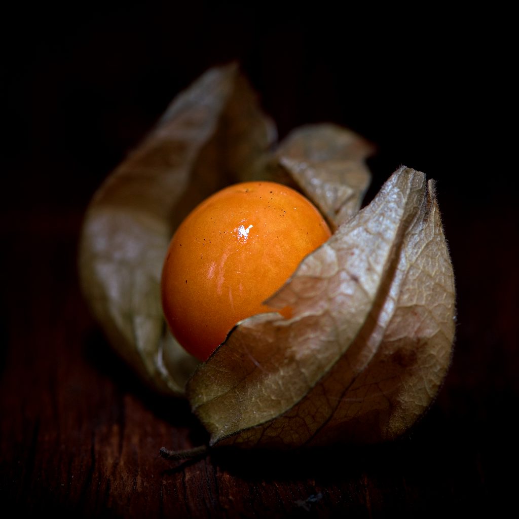 physalis pubescens